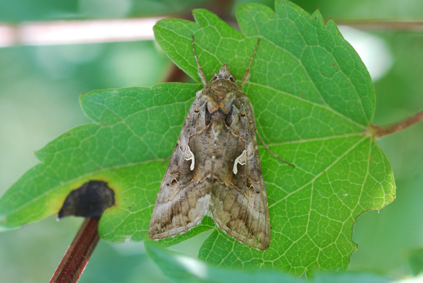 autographa gamma? - S